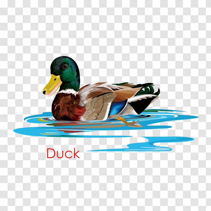 Duck Mallard Vector Graphics Image - Ducks Geese And Swans Transparent PNG