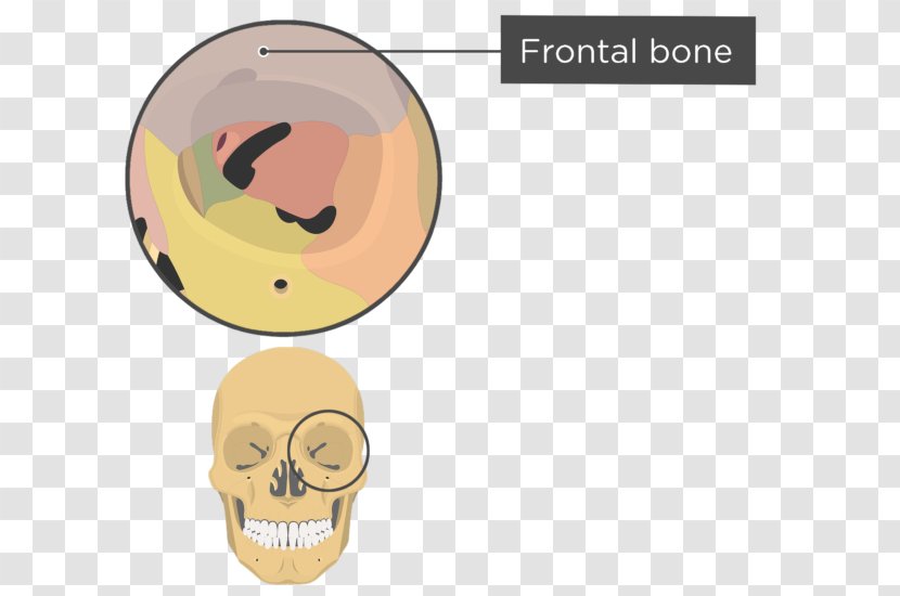 The Human Skull Orbit Anatomy Skeleton - Nose Transparent PNG