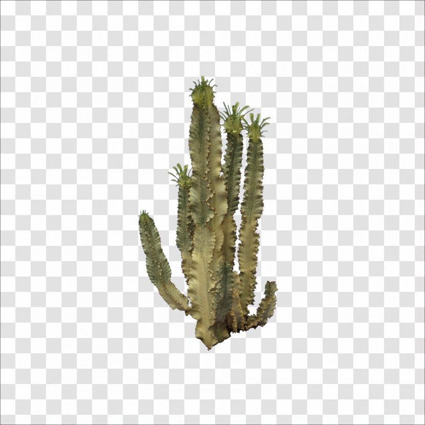 Cactaceae Icon - Cactus Transparent PNG