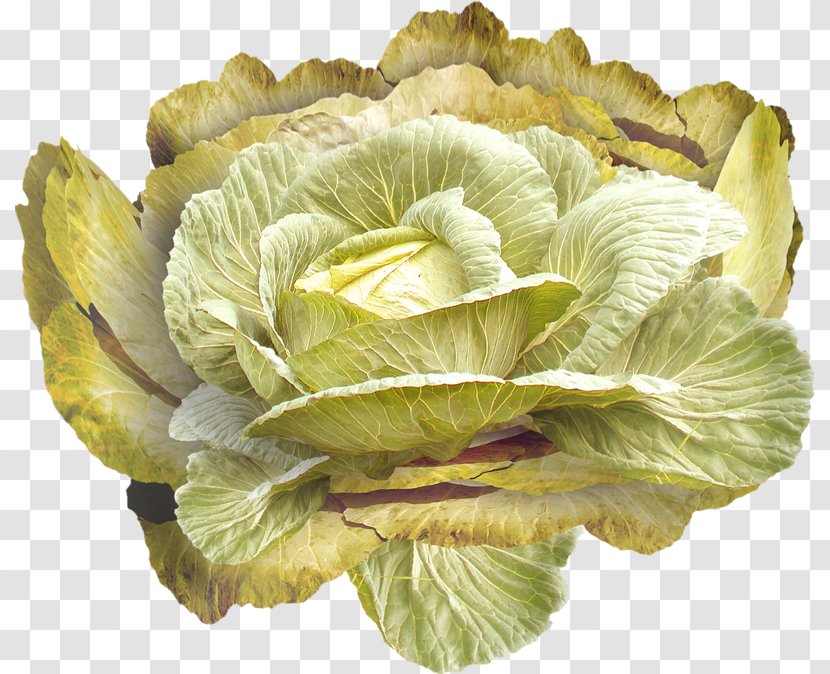 Cabbage Romaine Lettuce Vegetable - Leaf - Yellow Transparent PNG