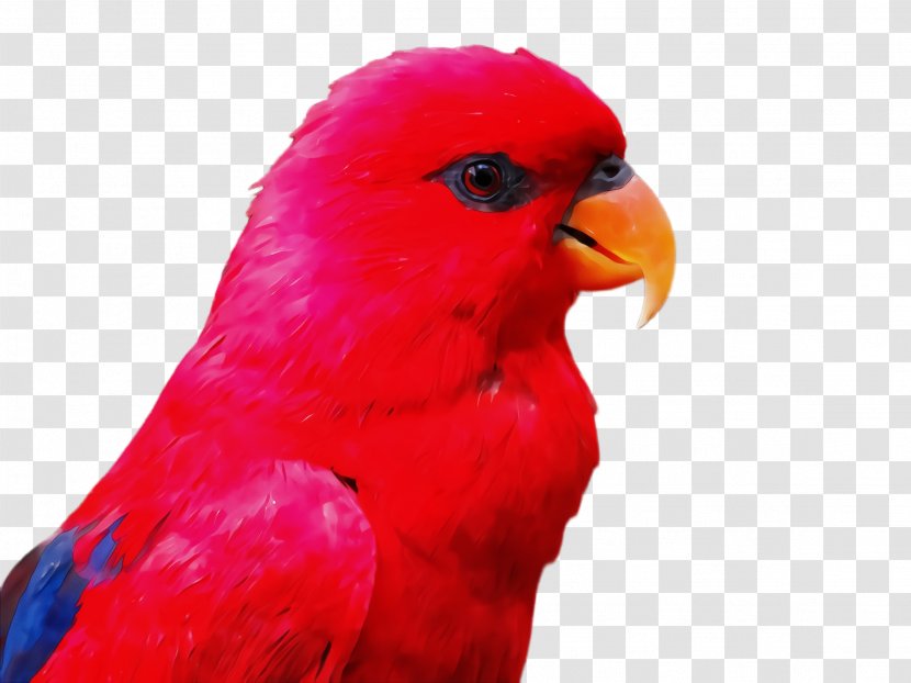 Bird Beak Parrot Lorikeet Red - Budgie - Closeup Transparent PNG