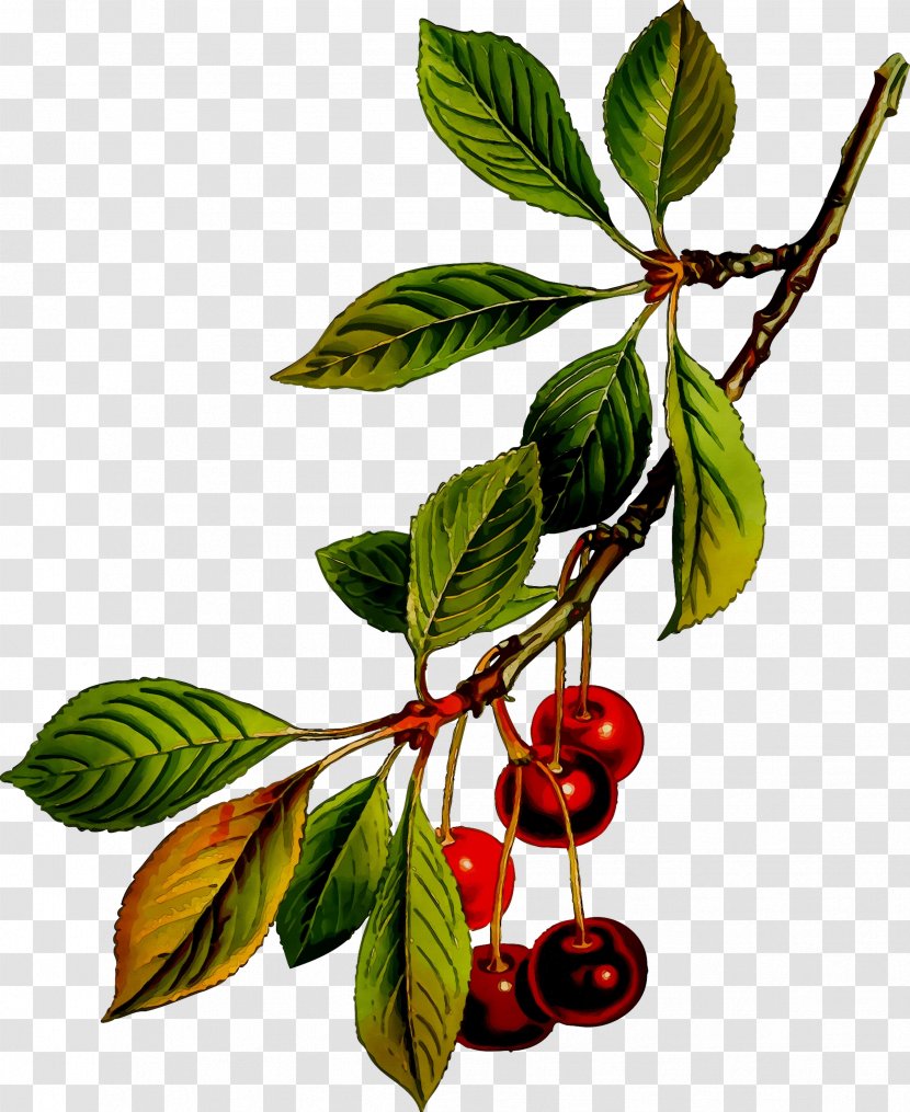Cherries Image Drawing Illustration Fruit - Chokeberry - Branch Transparent PNG