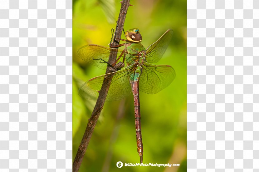 Insect Dragonfly Green Darner Damselfly Arthropod Transparent PNG
