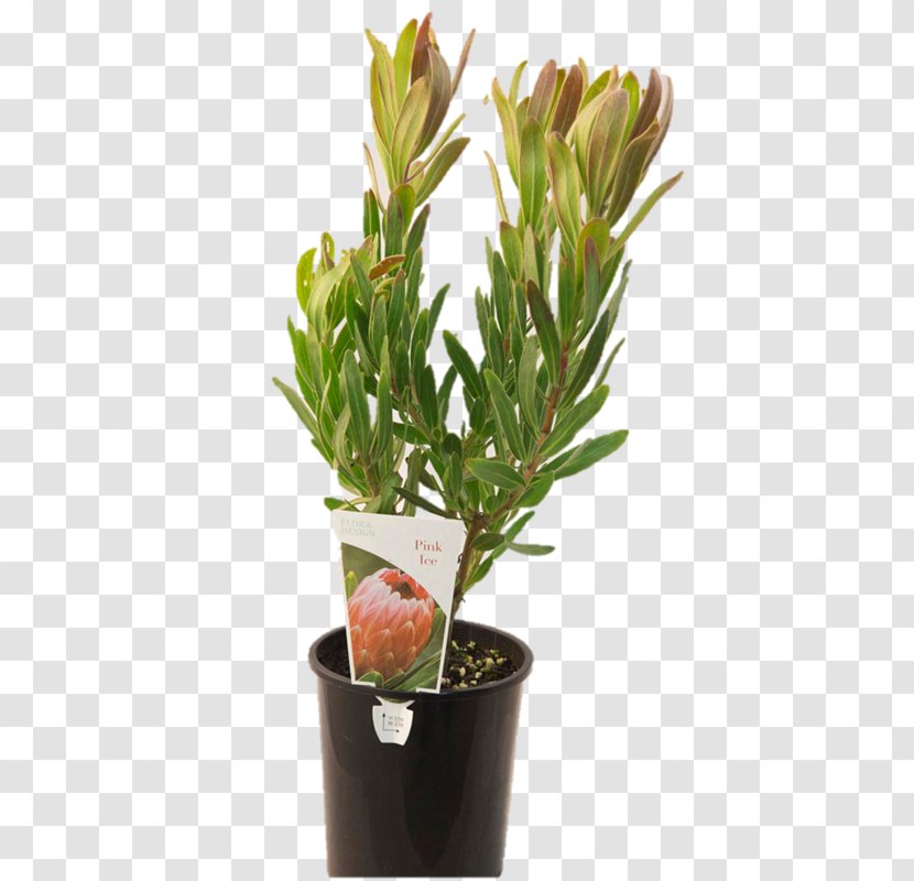 Bunnings Warehouse Sugarbushes Garden Flowerpot - Proteaflora Nursery Pty Ltd Transparent PNG