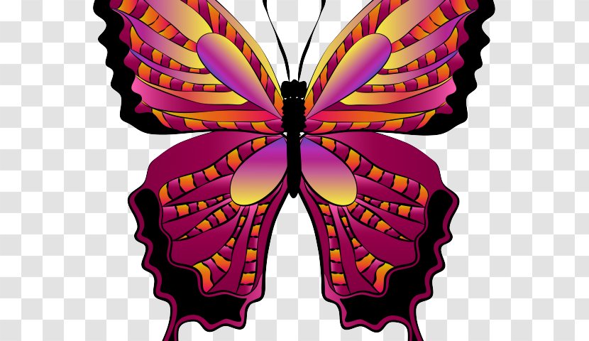 Monarch Butterfly Drawing - Wing - Magenta Transparent PNG