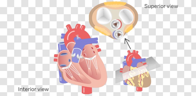 Aortic Valve Heart Disease Aorta - Frame Transparent PNG