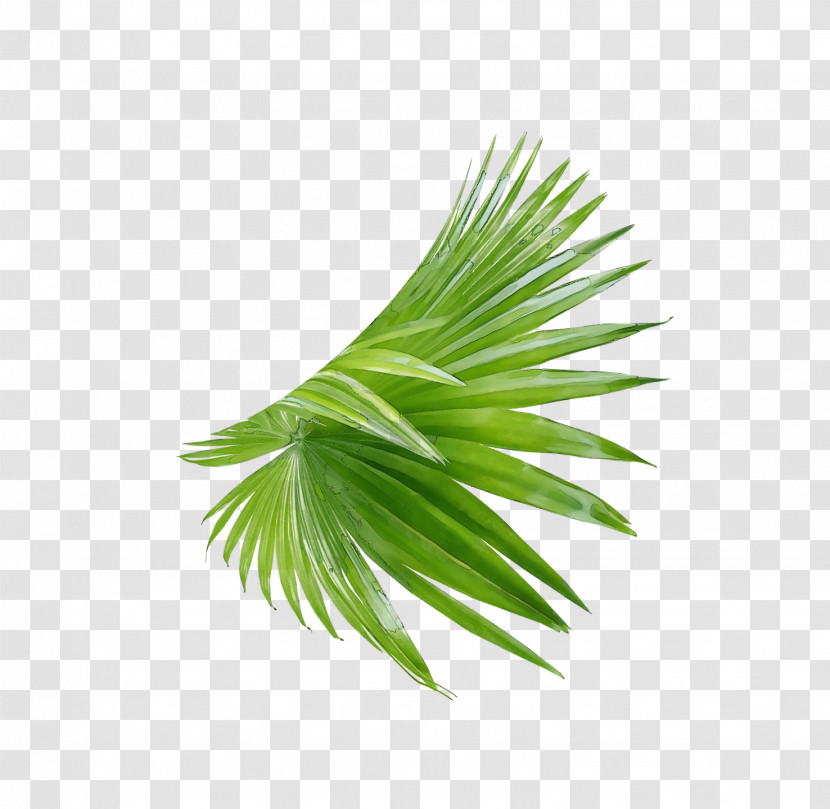 Palm Trees Transparent PNG