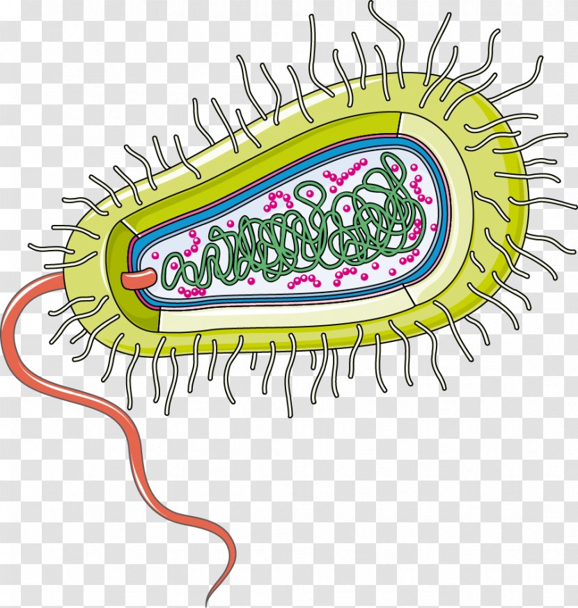 Bacteria Infection Group A Streptococcus Gut Flora Organism - Artwork - Cooky Transparent PNG