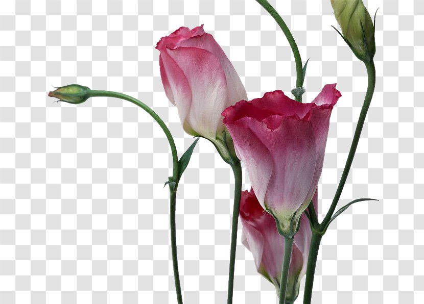 Flower High-definition Television Download - Garden Roses - Rosas Vermelhas Transparent PNG