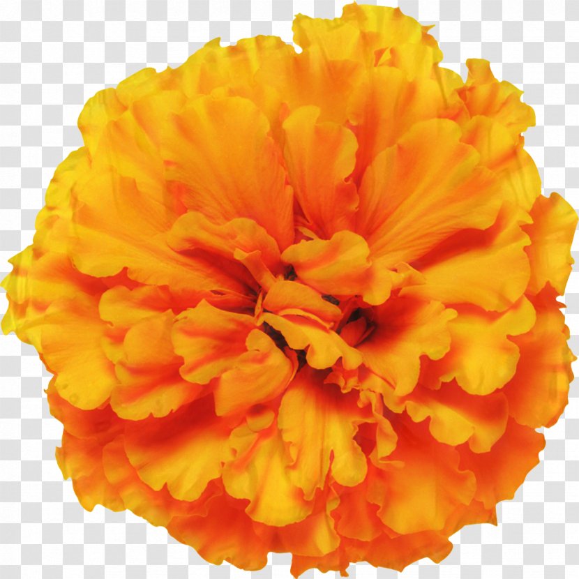 Mexican Marigold Glebionis Segetum Pot Flower Annual Plant - Chrysanthemum Transparent PNG