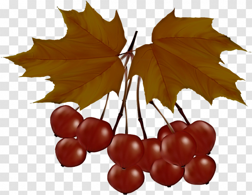 Holly Transparent PNG