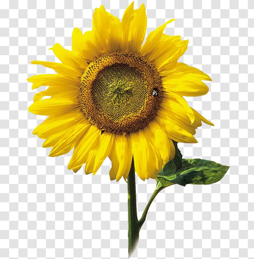 Common Sunflower Hotel Information Food - Yellow Transparent PNG