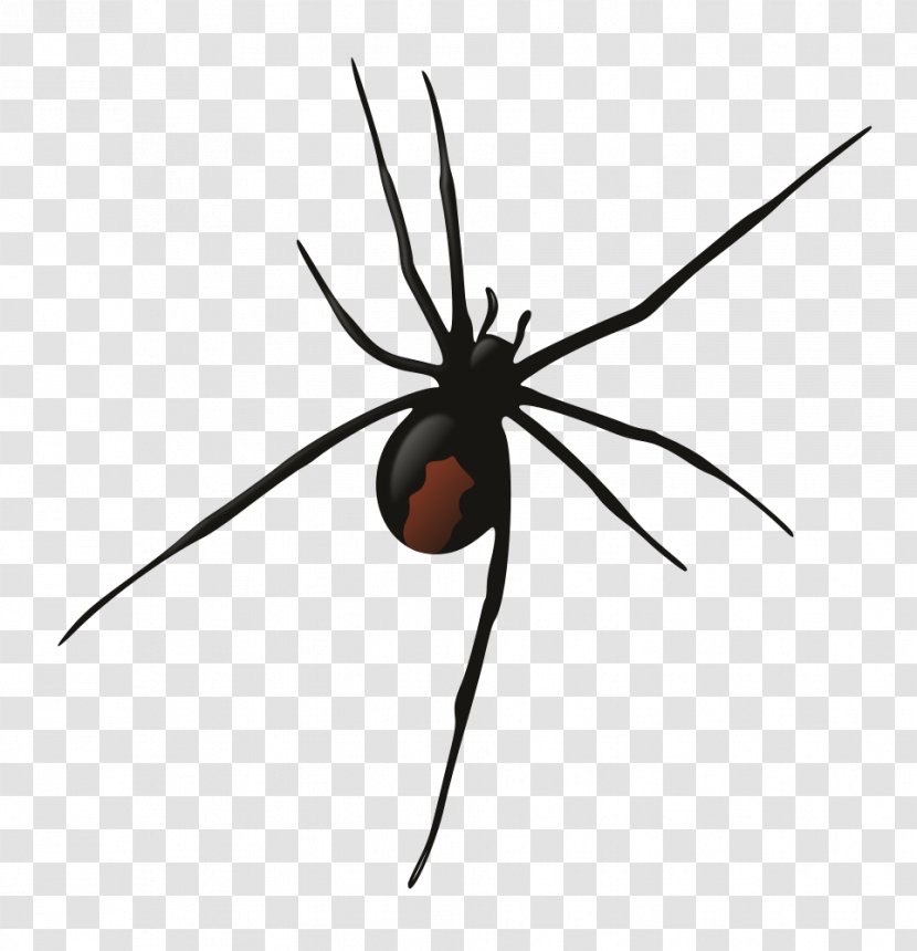 Southern Black Widow Redback Spider Wolf Clip Art - Insect Transparent PNG