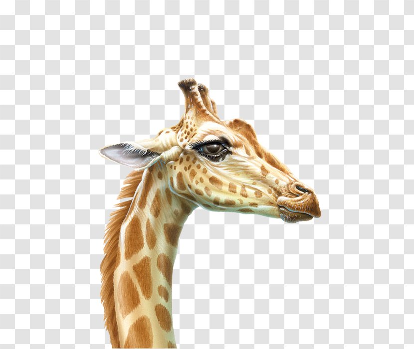 Northern Giraffe Drawing Animal Animated Cartoon - Terrestrial Transparent PNG