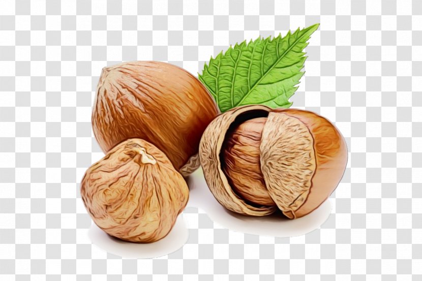 Hazelnut Walnut Food Nut Tree - Paint - Nuts Seeds Superfood Transparent PNG