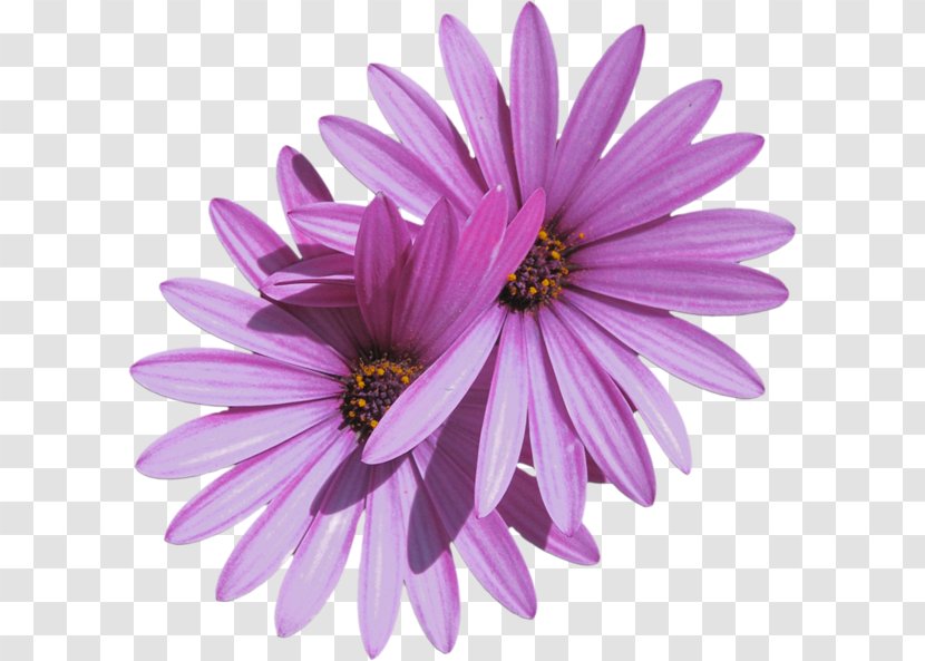 Common Daisy Flower Clip Art Transparent PNG