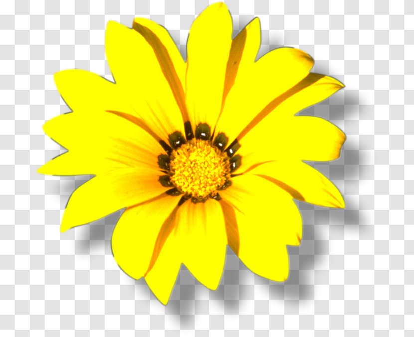 Yellow Color Flower - Pollen Transparent PNG