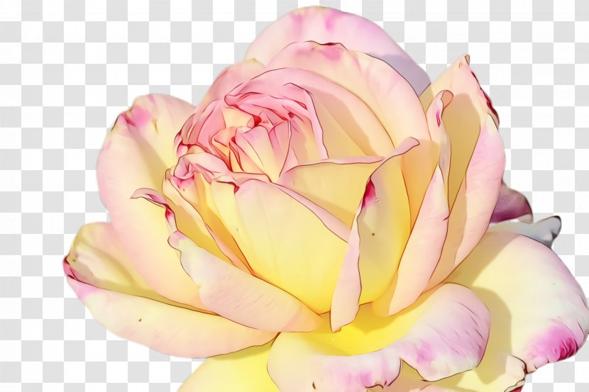 Garden Roses - Watercolor - Yellow Plant Transparent PNG