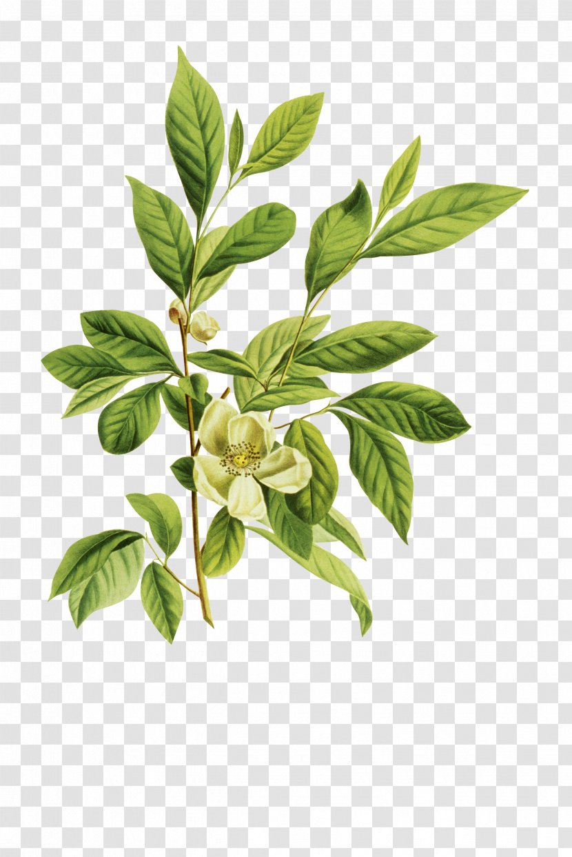 Arabian Jasmine Mo Li Hua Petal - Cartoon Creative Flower Green Tea Transparent PNG