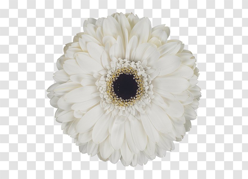 Transvaal Daisy Cut Flowers Petal - Flowering Plant Transparent PNG