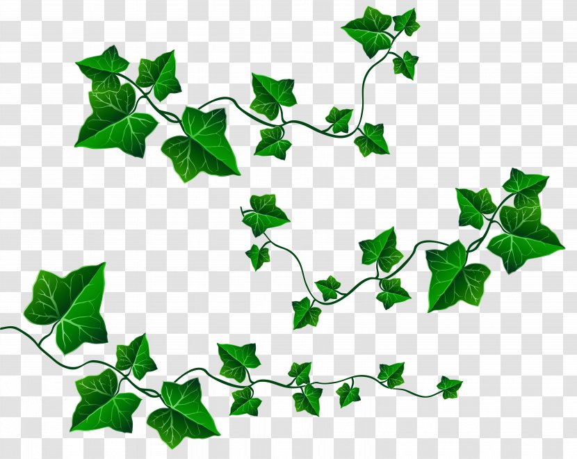 Common Grape Vine Ivy Leaf Clip Art - Leaves Transparent PNG