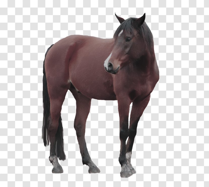 Mustang American Paint Horse Pony Stallion Mare - Riding Transparent PNG