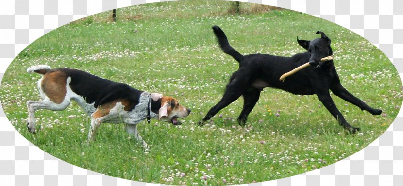 American Foxhound Pet Sitting Labrador Retriever Puppy Dog Walking - Bark Transparent PNG