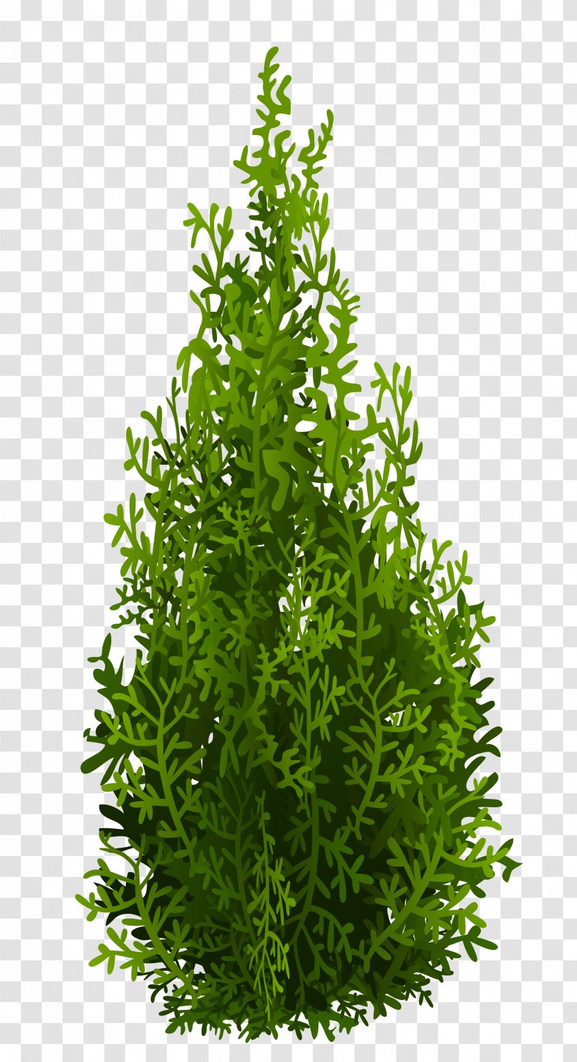 Tree Leaf Evergreen Shrub Herb - Nordmann Fir - Cypress Picture Transparent PNG