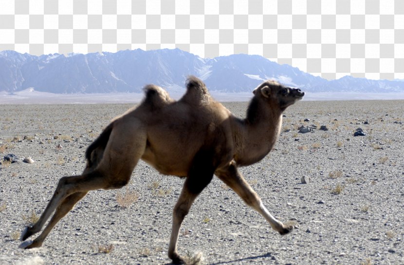 Wild Bactrian Camel Gobi Desert Endangered Species - Arabian Transparent PNG