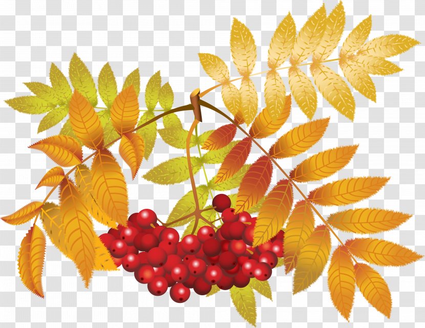 Autumn Branches - Photography - Food Transparent PNG