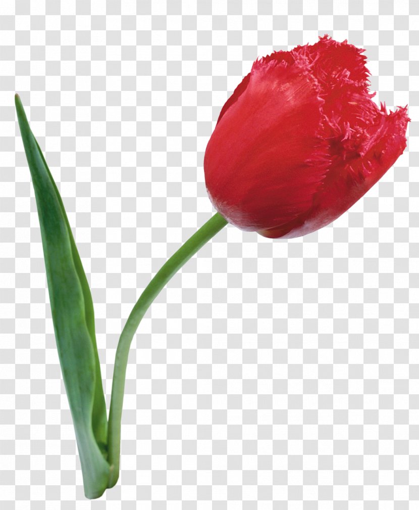 Flower Red Lady Tulip Petal Transparent PNG