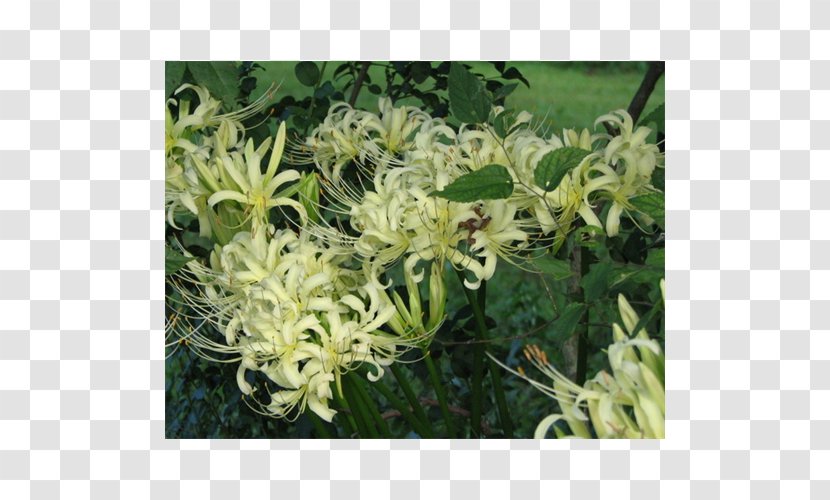 Honeysuckle SGX:Q5T Jessamines Subshrub - Family - Spider Lily Transparent PNG