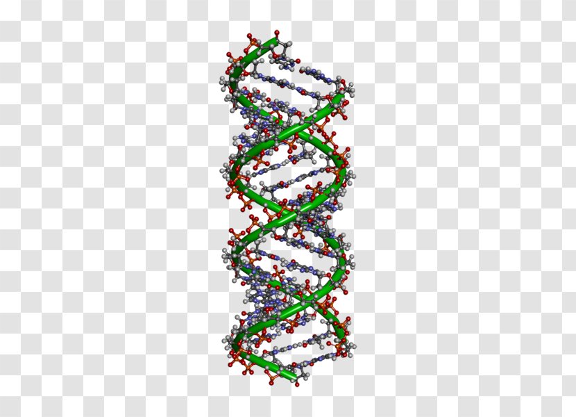 DNA Molecule Cell Nucleus Genetics - Christmas Tree Transparent PNG