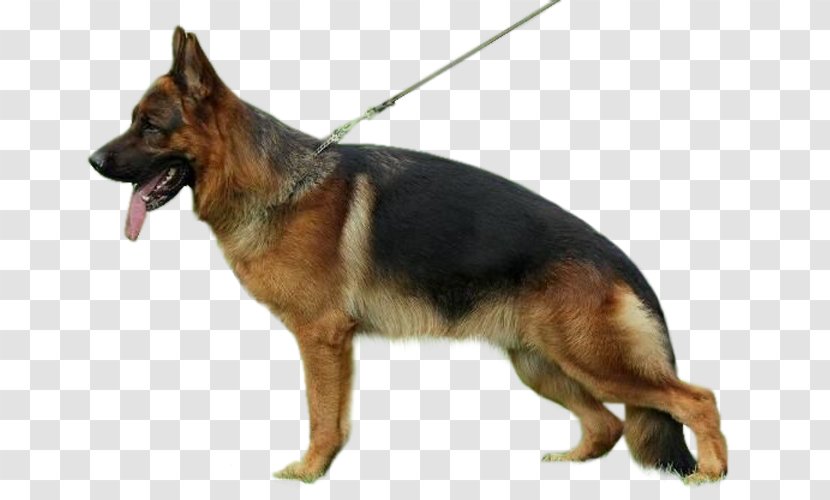 Old German Shepherd Dog King Kunming Wolfdog Breed - Vulnerable Native Breeds - Police Transparent PNG