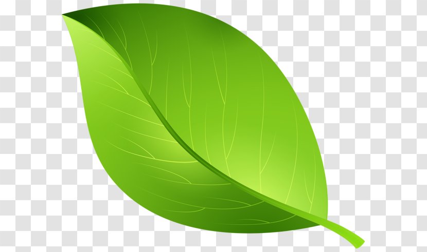 Leaf Download CTM Currency Exchange Services - Green - Texture Painted Transparent PNG