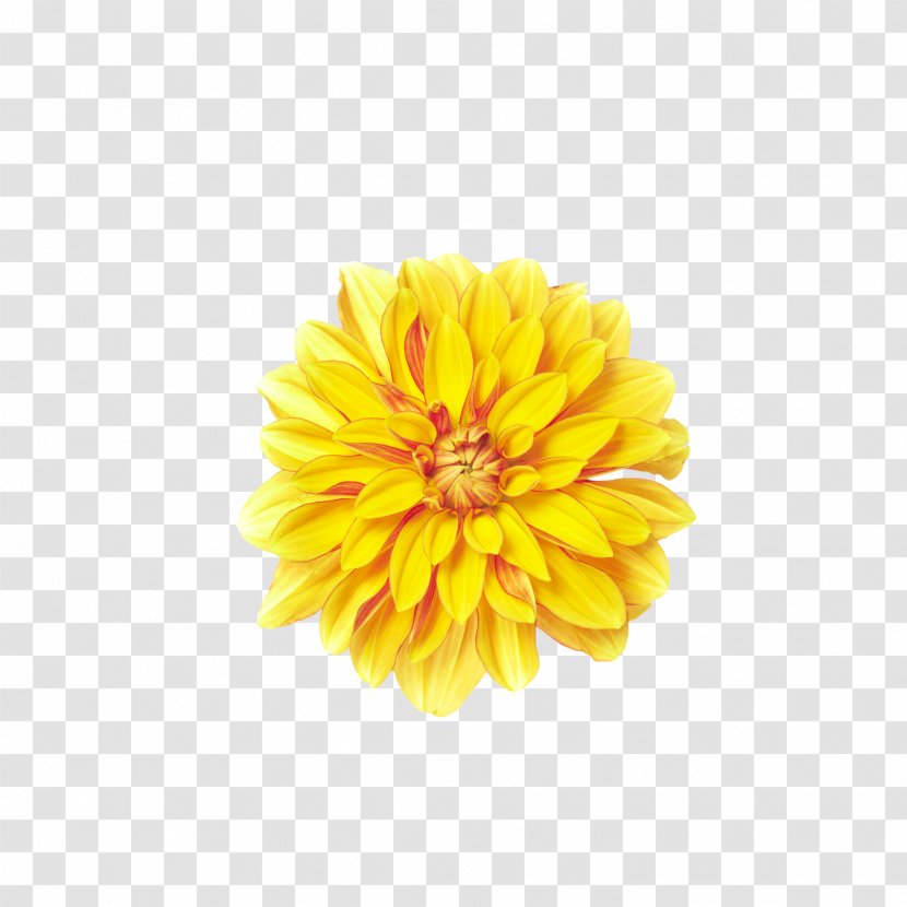 Yellow Download Clip Art - Gerbera - Chrysanthemum Transparent PNG