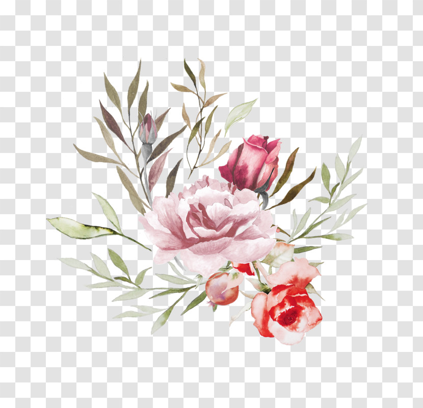 Flower Plant Protea Pink Common Peony Transparent PNG