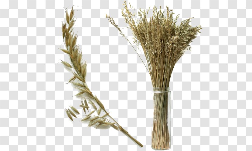 Dried Wheat - Grass Family - Dinkel Transparent PNG