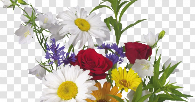 Flower Common Daisy Floral Design Picture Frames Transvaal - Petal Transparent PNG