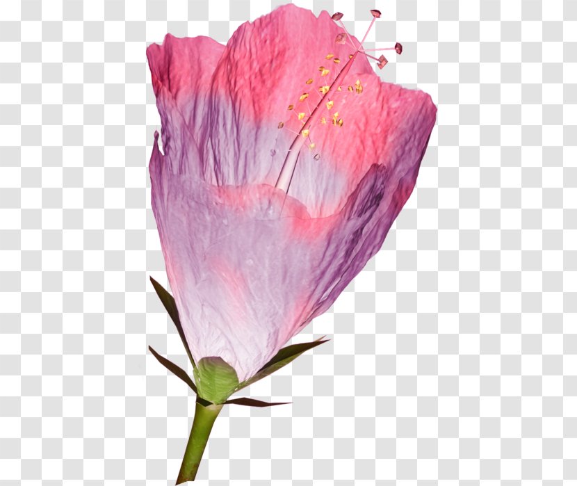 Rosemallows Petal Flower Persian Buttercup Clip Art - Flowering Plant Transparent PNG