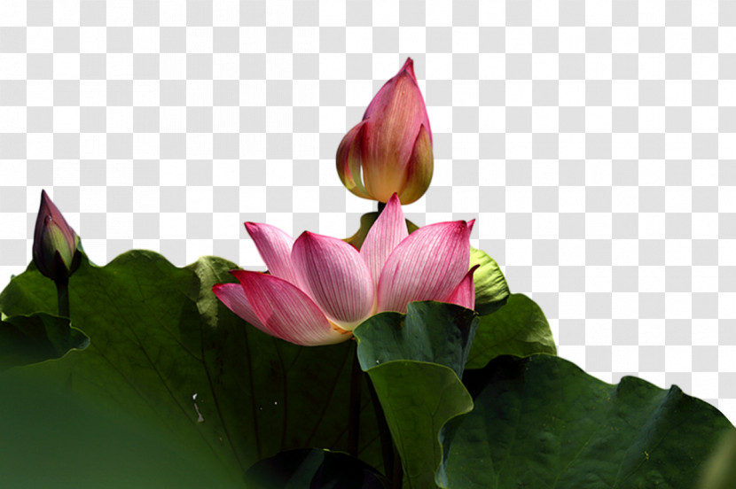 Sacred Lotus Leaf Nelumbonaceae Petal Flora Transparent PNG