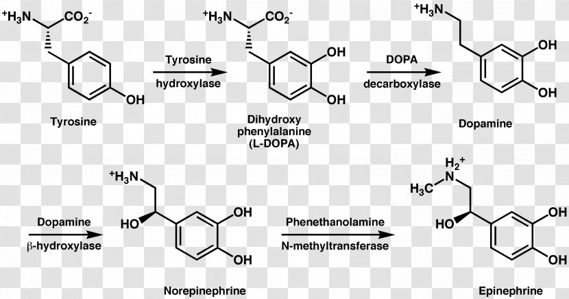 Tyrosine Hydroxylase Metabolism Phenylalanine Dopamine - Heart Transparent PNG