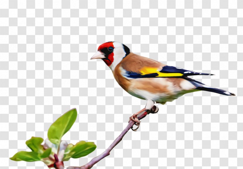 Bird Beak Finch Songbird Perching - Wren Goldfinch Transparent PNG