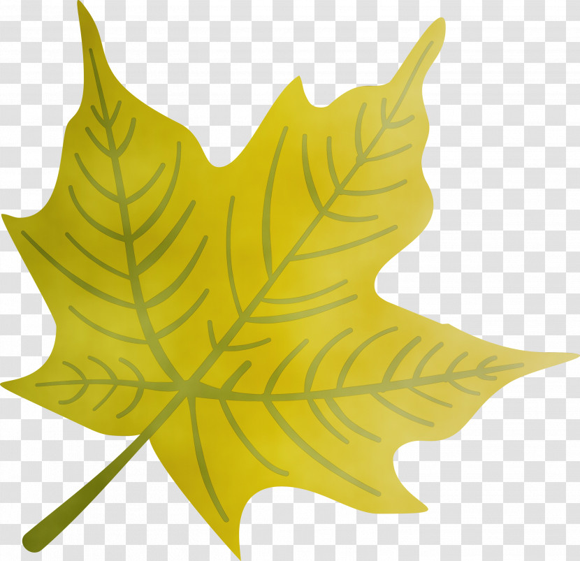 Maple Leaf Transparent PNG