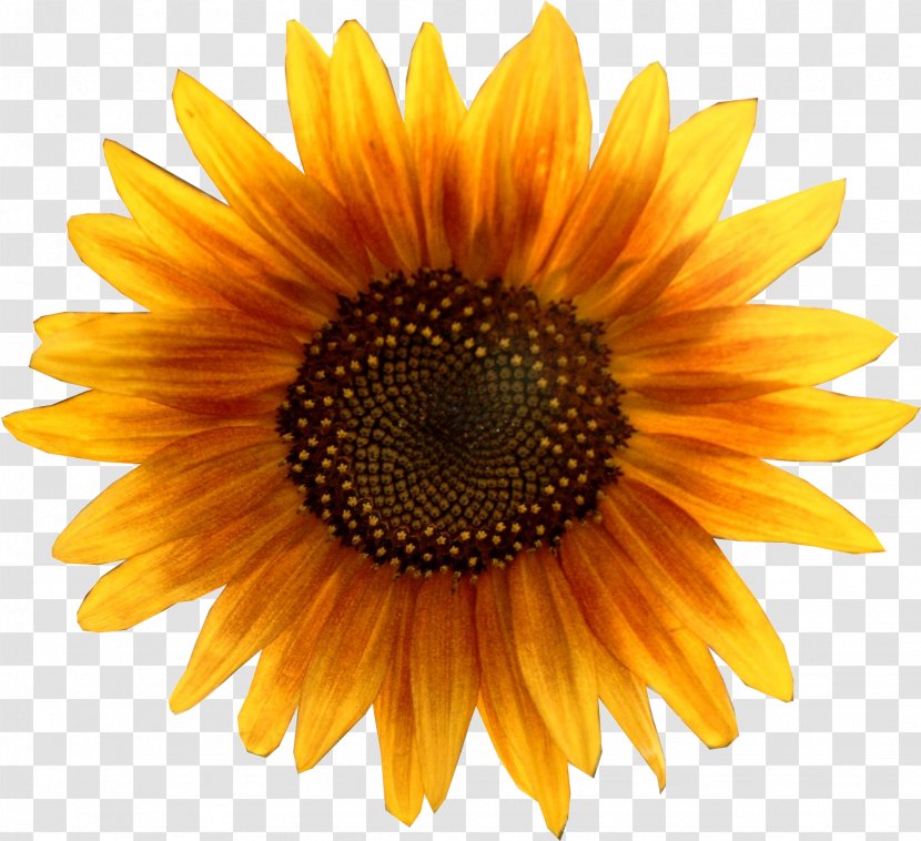 Clip Art Image Common Sunflower - File Formats - Heritage Lnh Transparent PNG