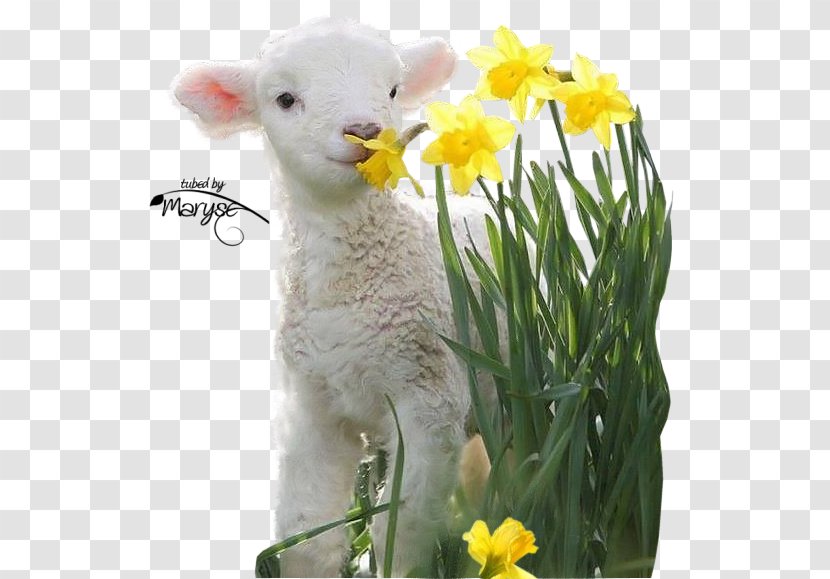 Valais Blacknose Lamb And Mutton Goat Infant Easter Transparent PNG