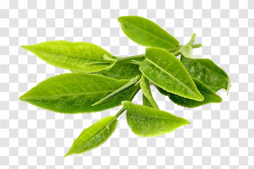 Green Tea Matcha Turkish Plant Transparent PNG