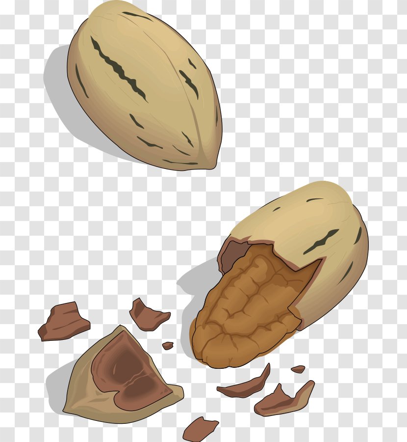 Nut Clip Art - Free Content - Nuts Cliparts Transparent PNG