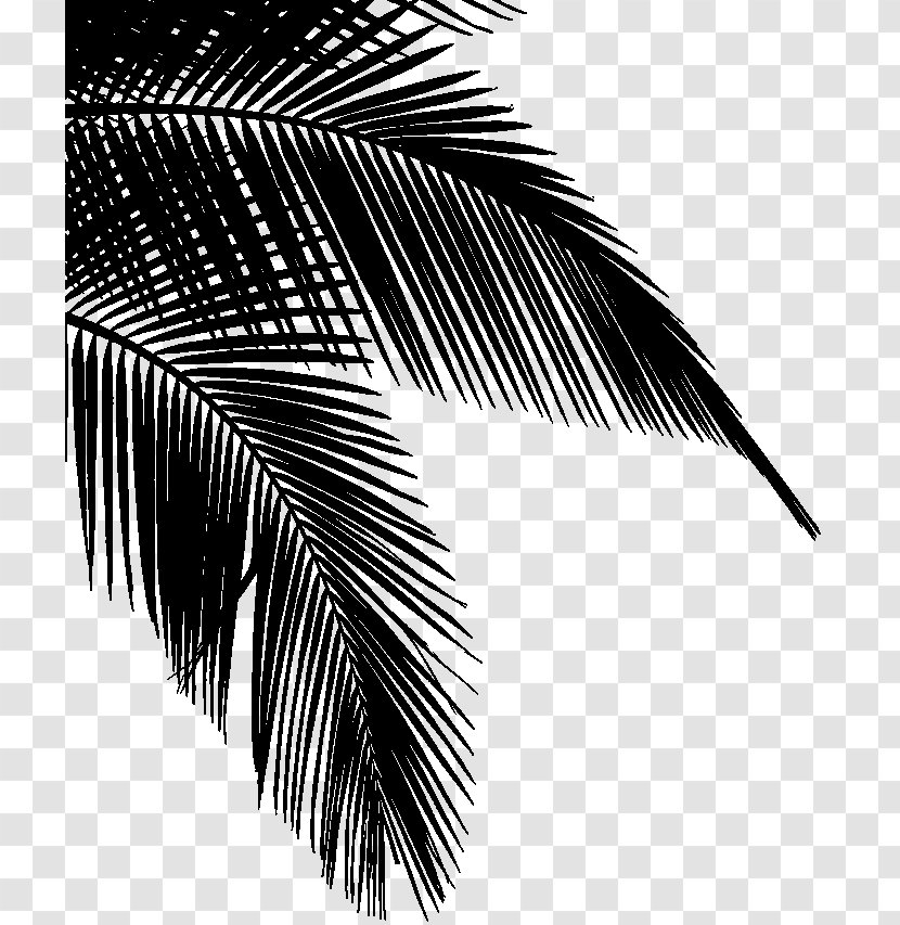 Clip Art Coconut Dypsis Decaryi Tree - Woody Plant - Stock Photography Transparent PNG