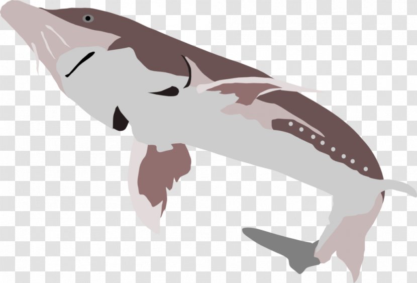 Beluga Caviar White Sturgeon Tyrannosaurus Shark - Fish - Fauna Transparent PNG